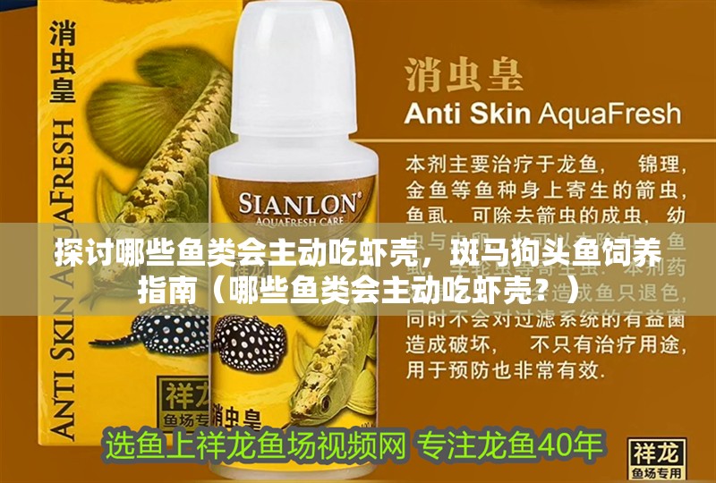 探討哪些魚類會主動吃蝦殼，斑馬狗頭魚飼養(yǎng)指南（哪些魚類會主動吃蝦殼？）