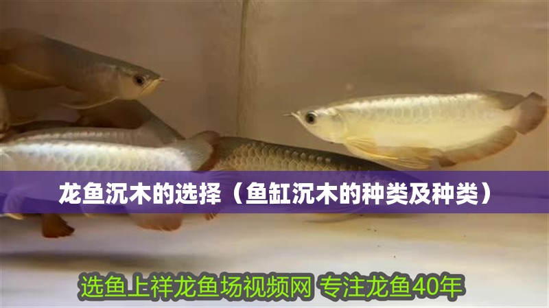 龍魚沉木的選擇（魚缸沉木的種類及種類）