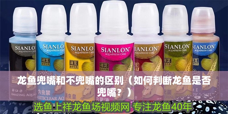 龍魚兜嘴和不兜嘴的區(qū)別（如何判斷龍魚是否兜嘴？）