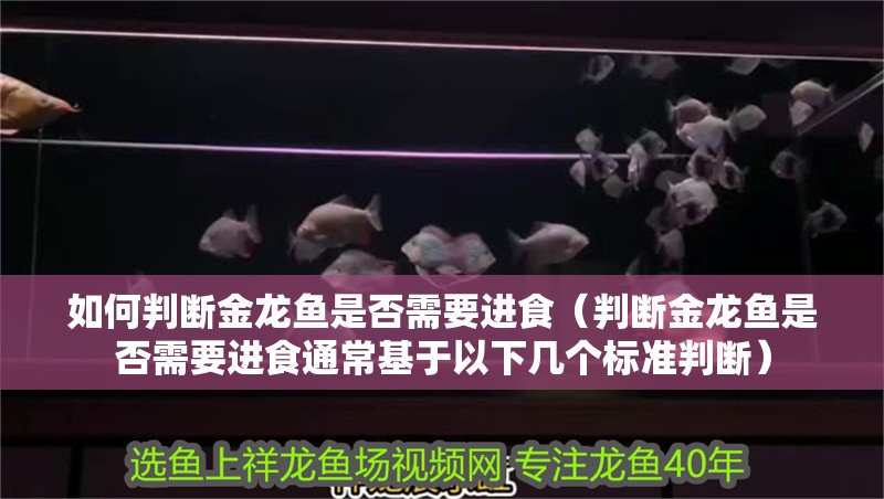 如何判斷金龍魚是否需要進食（判斷金龍魚是否需要進食通常基于以下幾個標準判斷）