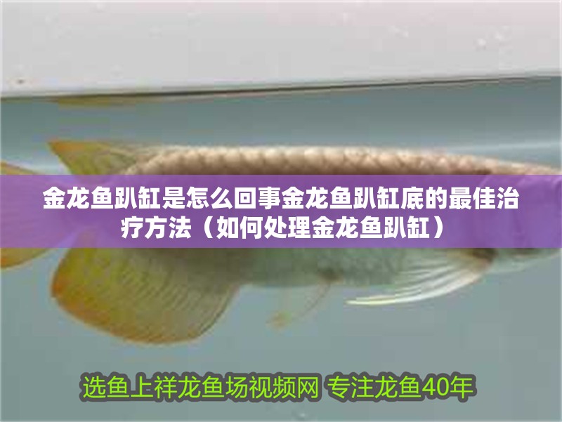 金龍魚趴缸是怎么回事金龍魚趴缸底的最佳治療方法（如何處理金龍魚趴缸）