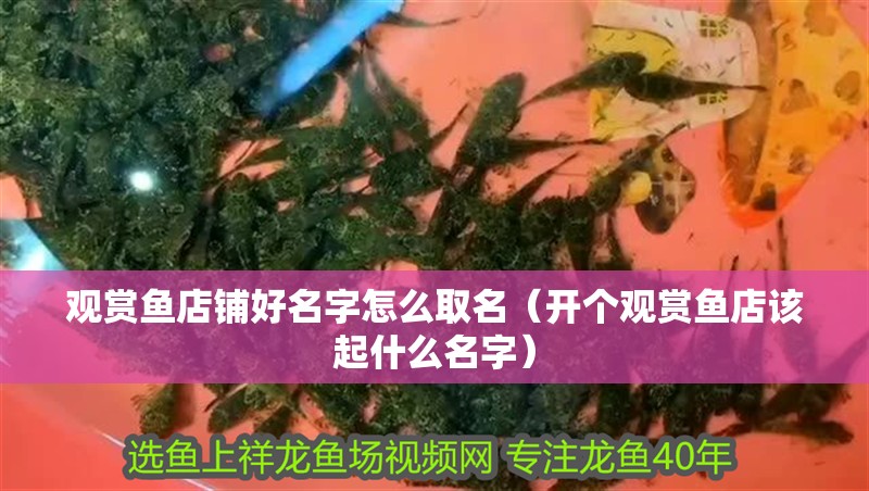觀賞魚店鋪好名字怎么取名（開個觀賞魚店該起什么名字）
