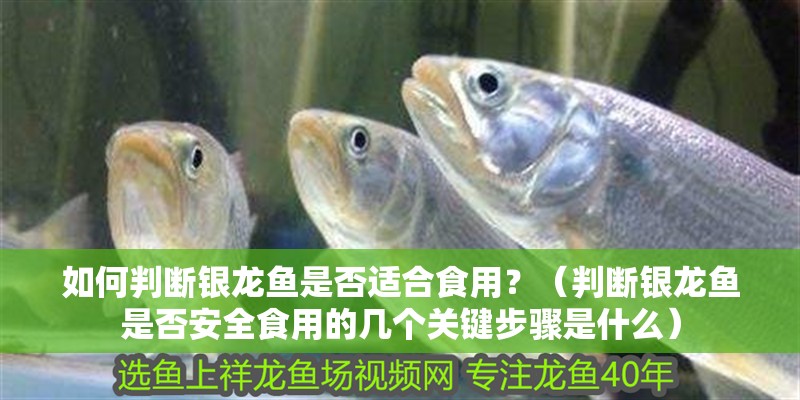 如何判斷銀龍魚是否適合食用？（判斷銀龍魚是否安全食用的幾個關鍵步驟是什么）