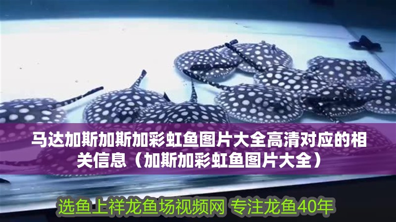 馬達加斯加斯加彩虹魚圖片大全高清對應的相關信息（加斯加彩虹魚圖片大全）