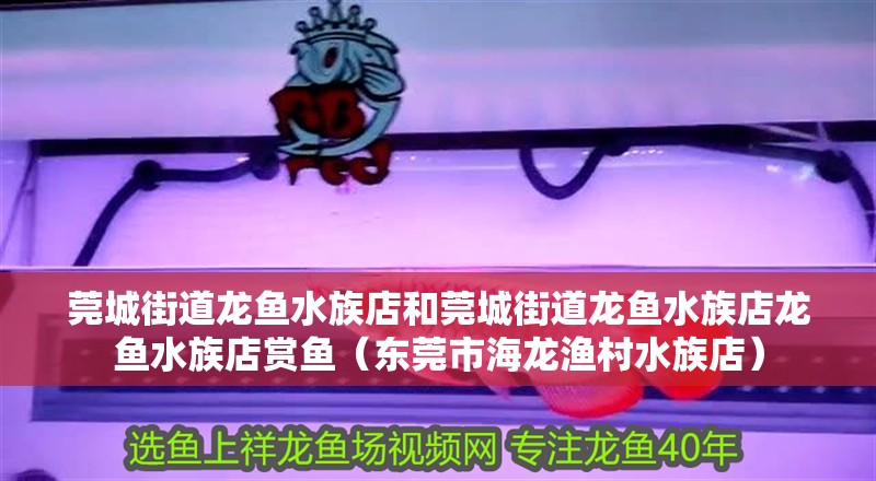 莞城街道龍魚水族店和莞城街道龍魚水族店龍魚水族店賞魚（東莞市海龍漁村水族店）