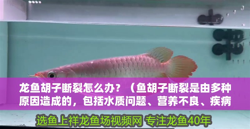 龍魚胡子斷裂怎么辦？（魚胡子斷裂是由多種原因造成的，包括水質(zhì)問題、營養(yǎng)不良、疾病感染或物理損傷）