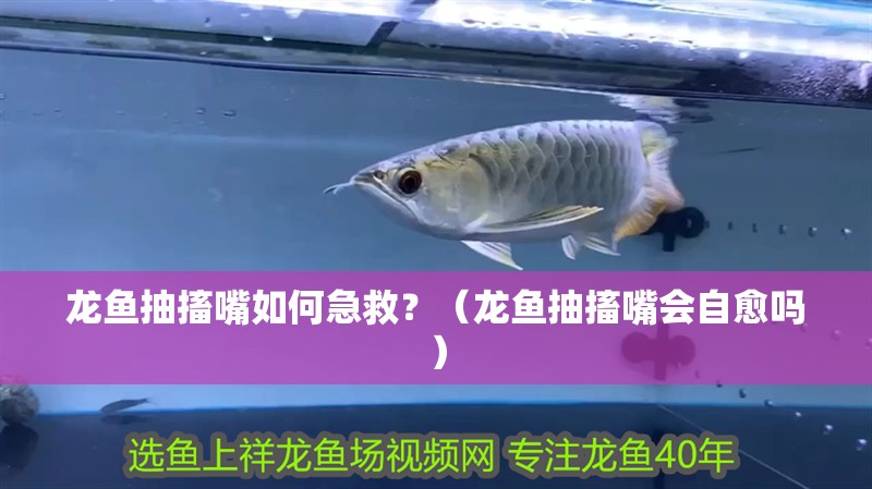 龍魚抽搐嘴如何急救？（龍魚抽搐嘴會自愈嗎）