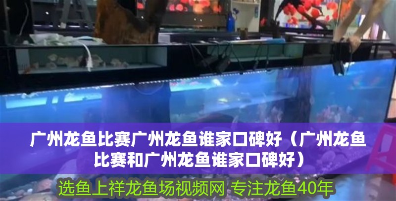 廣州龍魚比賽廣州龍魚誰家口碑好（廣州龍魚比賽和廣州龍魚誰家口碑好）