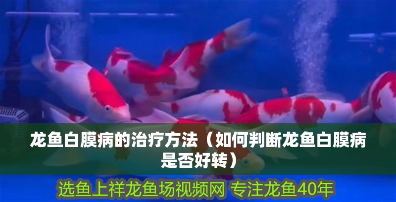 龍魚白膜病的治療方法（如何判斷龍魚白膜病是否好轉）