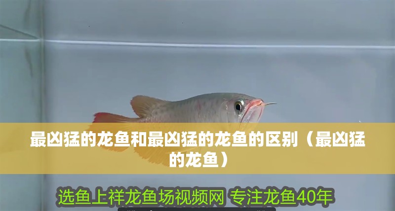 最兇猛的龍魚和最兇猛的龍魚的區別（最兇猛的龍魚）
