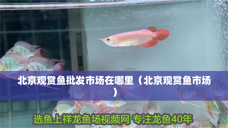北京觀賞魚批發市場在哪里（北京觀賞魚市場）