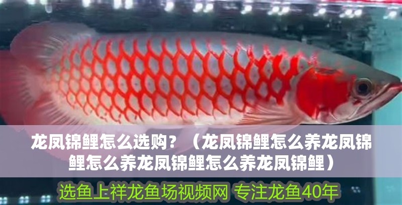 龍鳳錦鯉怎么選購？（龍鳳錦鯉怎么養龍鳳錦鯉怎么養龍鳳錦鯉怎么養龍鳳錦鯉）