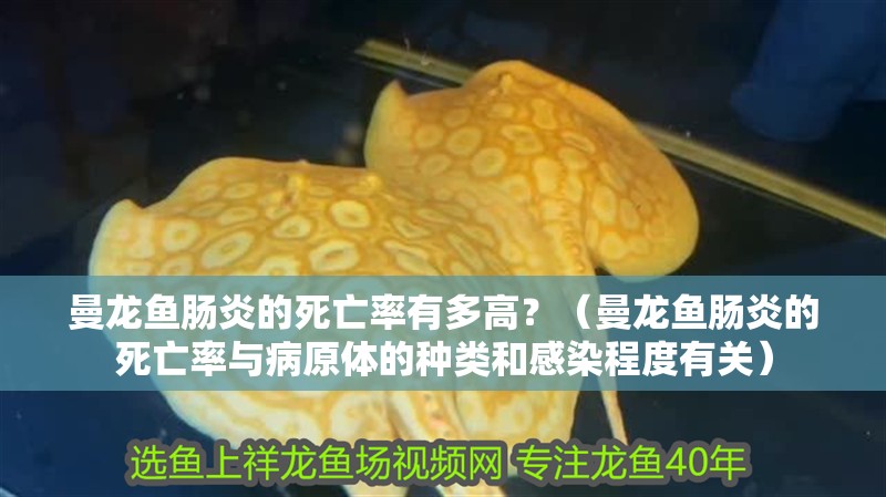 曼龍魚腸炎的死亡率有多高？（曼龍魚腸炎的死亡率與病原體的種類和感染程度有關(guān)）