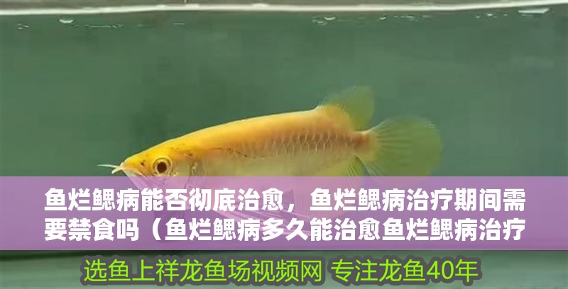 魚爛鰓病能否徹底治愈，魚爛鰓病治療期間需要禁食嗎（魚爛鰓病多久能治愈魚爛鰓病治療期間需要禁食嗎）