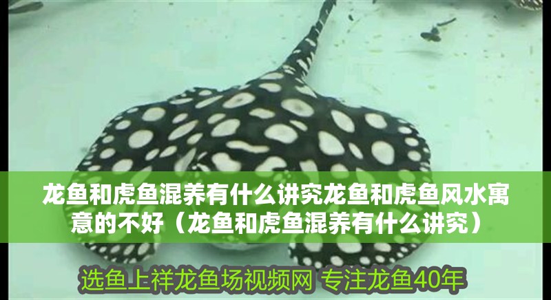 龍魚和虎魚混養有什么講究龍魚和虎魚風水寓意的不好（龍魚和虎魚混養有什么講究） 龍魚和虎魚混養有什么講究龍魚和虎魚風水寓意的不好（龍魚和虎魚混養有什么講究） 觀賞魚百科