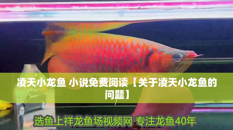 凌天小龍魚 小說免費閱讀【關(guān)于凌天小龍魚的問題】