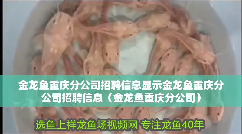 金龍魚重慶分公司招聘信息顯示金龍魚重慶分公司招聘信息（金龍魚重慶分公司）