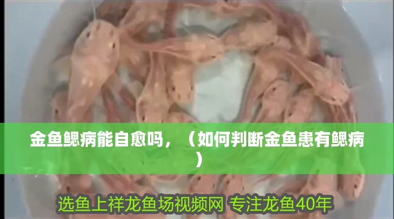金魚鰓病能自愈嗎，（如何判斷金魚患有鰓病）