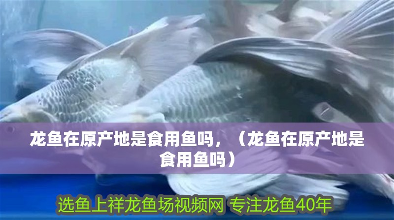 龍魚在原產地是食用魚嗎，（龍魚在原產地是食用魚嗎）