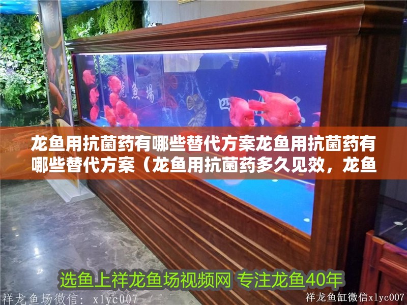 龍魚用抗菌藥有哪些替代方案龍魚用抗菌藥有哪些替代方案（龍魚用抗菌藥多久見效，龍魚用抗菌藥有哪些替代方案）