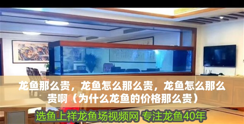 龍魚那么貴，龍魚怎么那么貴，龍魚怎么那么貴?。槭裁待堲~的價格那么貴）
