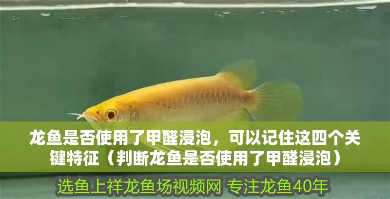 龍魚(yú)是否使用了甲醛浸泡，可以記住這四個(gè)關(guān)鍵特征（判斷龍魚(yú)是否使用了甲醛浸泡）