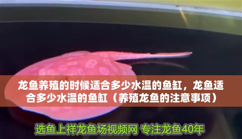 龍魚養殖的時候適合多少水溫的魚缸，龍魚適合多少水溫的魚缸（養殖龍魚的注意事項）