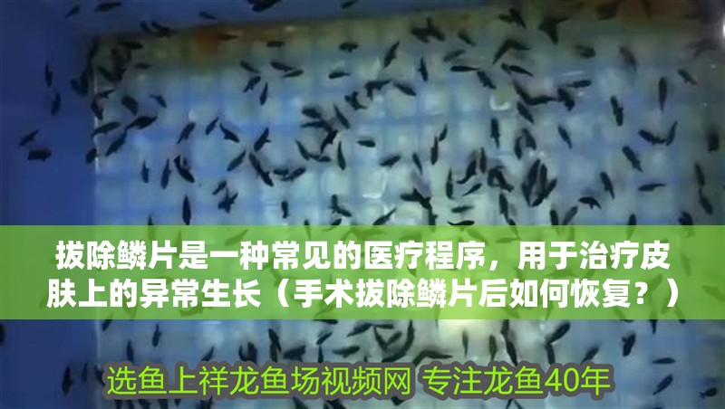 拔除鱗片是一種常見的醫療程序，用于治療皮膚上的異常生長（手術拔除鱗片后如何恢復？）