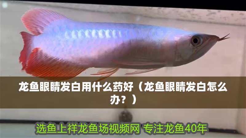龍魚(yú)眼睛發(fā)白用什么藥好（龍魚(yú)眼睛發(fā)白怎么辦？）