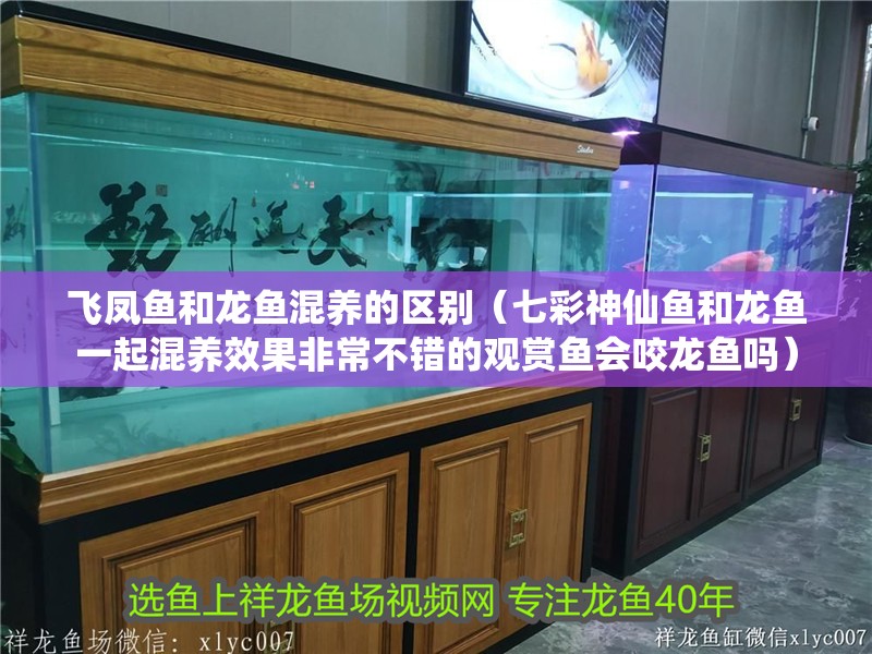 飛鳳魚和龍魚混養的區別（七彩神仙魚和龍魚一起混養效果非常不錯的觀賞魚會咬龍魚嗎）