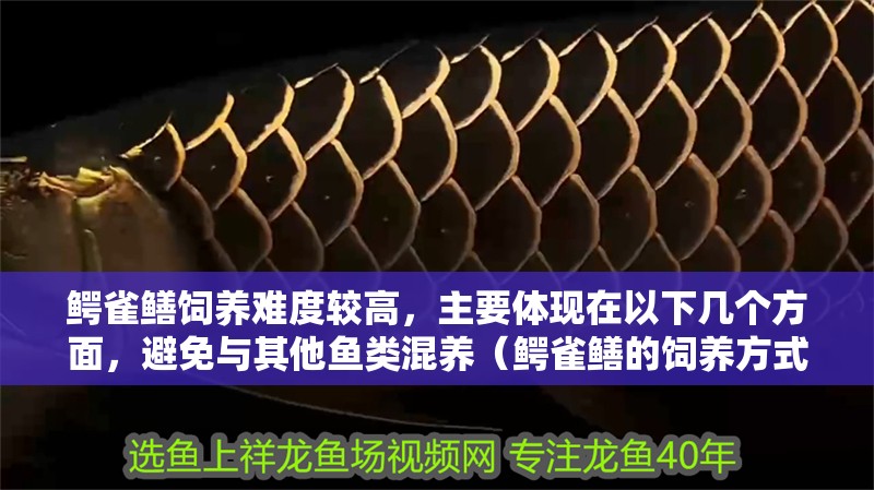鱷雀鱔飼養難度較高，主要體現在以下幾個方面，避免與其他魚類混養（鱷雀鱔的飼養方式）