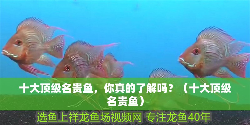 十大頂級名貴魚，你真的了解嗎？（十大頂級名貴魚）