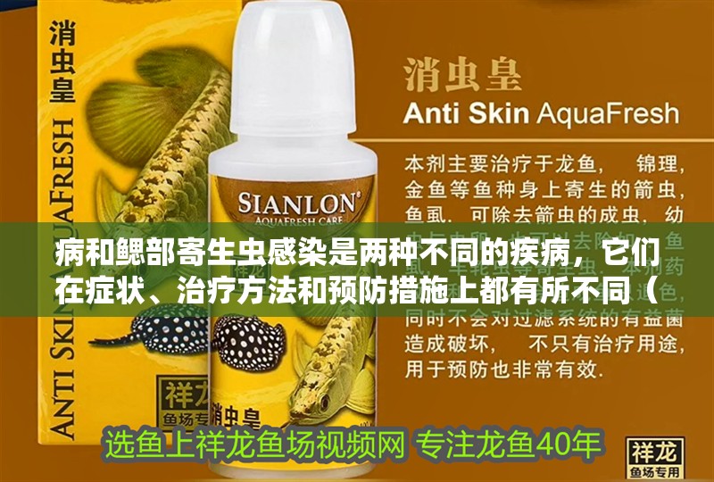 病和鰓部寄生蟲(chóng)感染是兩種不同的疾病，它們?cè)诎Y狀、治療方法和預(yù)防措施上都有所不同（水泡病和鰓部寄生蟲(chóng)感染哪個(gè)更嚴(yán)重？）