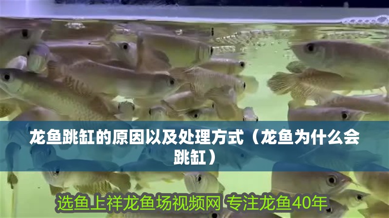 龍魚跳缸的原因以及處理方式（龍魚為什么會跳缸）