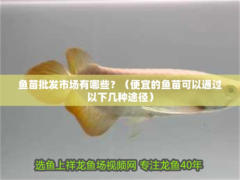 魚苗批發(fā)市場有哪些？（便宜的魚苗可以通過以下幾種途徑）