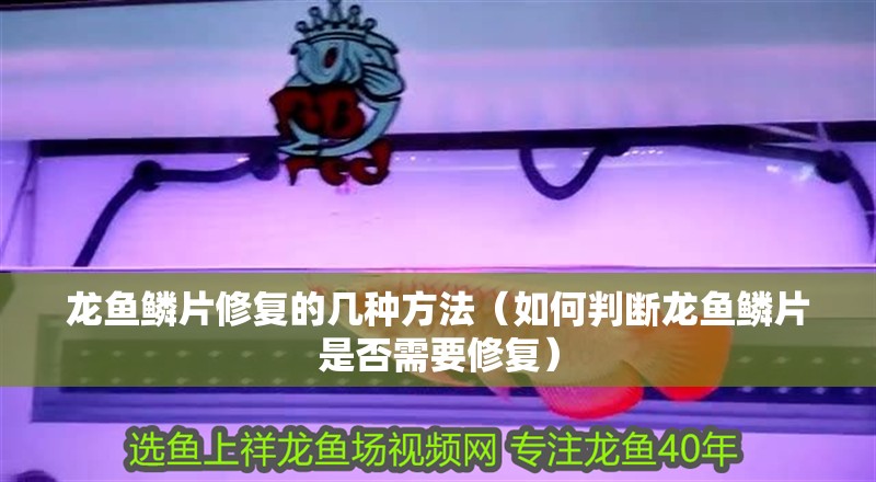 龍魚鱗片修復的幾種方法（如何判斷龍魚鱗片是否需要修復）