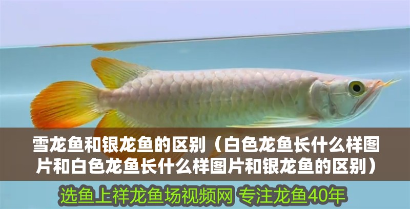 雪龍魚和銀龍魚的區(qū)別（白色龍魚長什么樣圖片和白色龍魚長什么樣圖片和銀龍魚的區(qū)別）