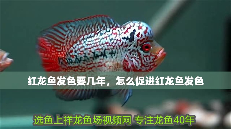 紅龍魚發色要幾年，怎么促進紅龍魚發色