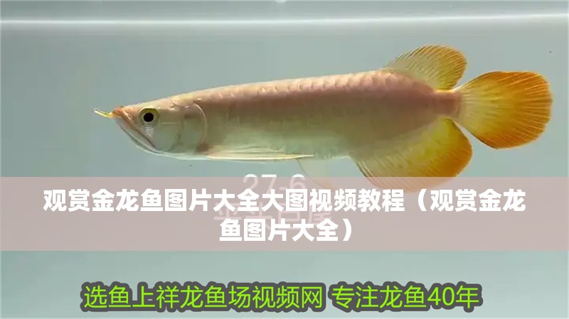 觀賞金龍魚圖片大全大圖視頻教程（觀賞金龍魚圖片大全）