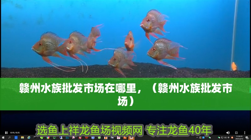 贛州水族批發(fā)市場(chǎng)在哪里，（贛州水族批發(fā)市場(chǎng)）