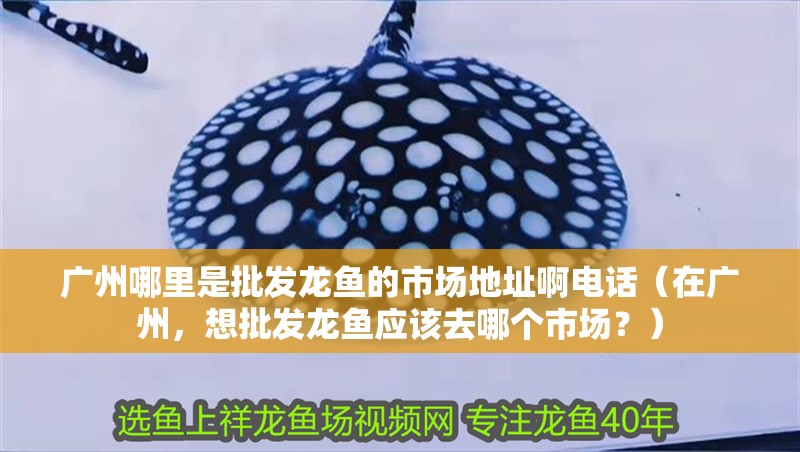 廣州哪里是批發(fā)龍魚的市場地址啊電話（在廣州，想批發(fā)龍魚應該去哪個市場？）