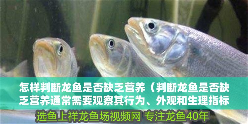 怎樣判斷龍魚是否缺乏營養（判斷龍魚是否缺乏營養通常需要觀察其行為、外觀和生理指標）