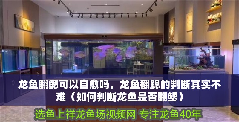 龍魚翻鰓可以自愈嗎，龍魚翻鰓的判斷其實(shí)不難（如何判斷龍魚是否翻鰓）