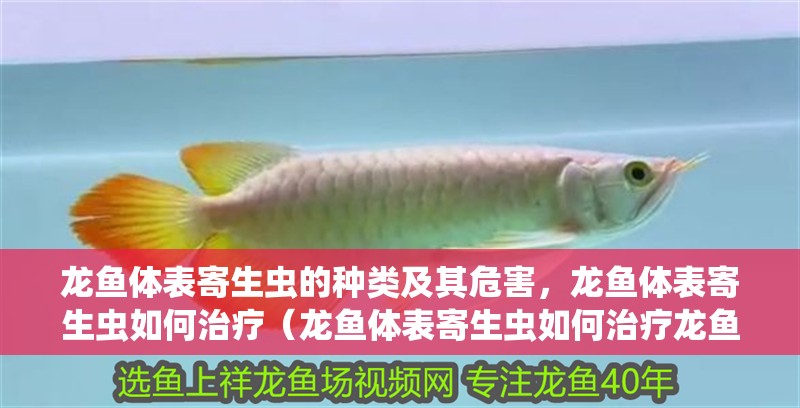 龍魚體表寄生蟲的種類及其危害，龍魚體表寄生蟲如何治療（龍魚體表寄生蟲如何治療龍魚體表寄生蟲的種類及其危害）
