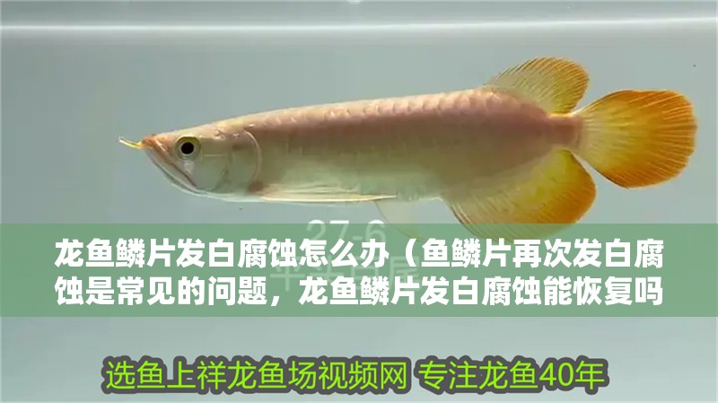 龍魚鱗片發白腐蝕怎么辦（魚鱗片再次發白腐蝕是常見的問題，龍魚鱗片發白腐蝕能恢復嗎）