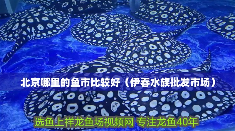 北京哪里的魚市比較好（<strong><mark>伊春</mark></strong>水族批發市場）