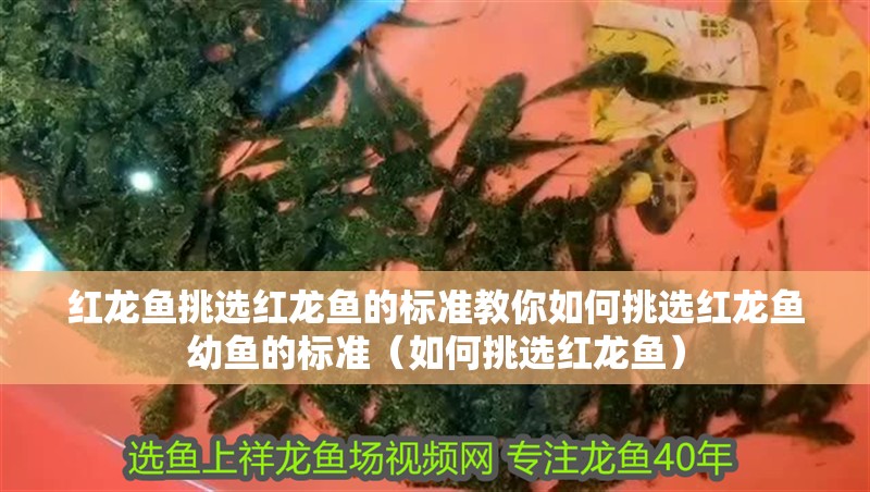 紅龍魚挑選紅龍魚的標準教你如何挑選紅龍魚幼魚的標準（如何挑選紅龍魚）