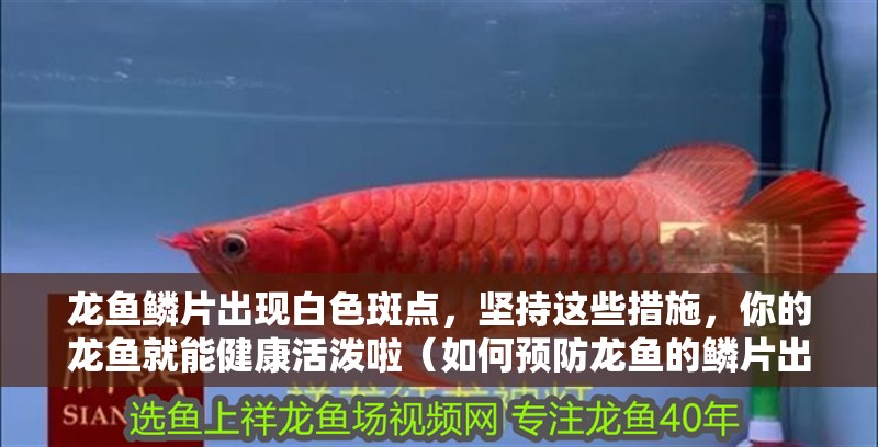 龍魚鱗片出現白色斑點，堅持這些措施，你的龍魚就能健康活潑啦（如何預防龍魚的鱗片出現白色斑點？）