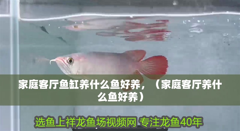 魚缸過濾器選購指南:自制魚缸過濾器魚缸上置過濾器對于養魚愛好者的必備知識 家庭客廳魚缸養什么魚好養,(家庭客廳養什么魚好養) 觀賞魚百科 家庭客廳魚缸養什么魚好養,(家庭客廳養什么魚好養) 家庭客廳魚缸養什么魚好養,(家庭客廳養什么魚好養) 觀賞魚百科