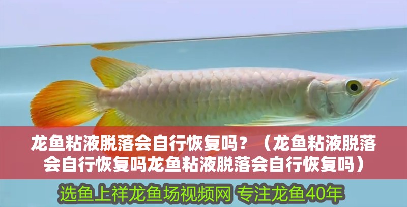 龍魚粘液脫落會自行恢復嗎？（龍魚粘液脫落會自行恢復嗎龍魚粘液脫落會自行恢復嗎）